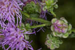 Roughleaf blazing star <BR>Tall blazing star